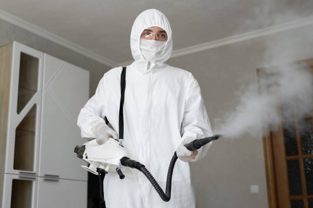 Best Mold Removal for HVAC Installations in USA